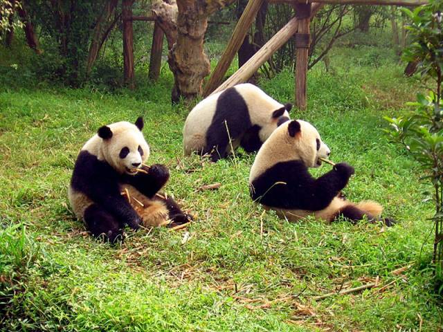 akce letenky Chengdu - Čína z Prahy - přímý spoj