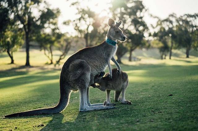 TIP! China Southern - Austrálie - levné letenky Melbourne, Brisbane, Sydney (a zpět) 15.690,- kč