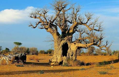 TIP! TAP Air Portugal - Senegal - levné letenky Dakar z Prahy (a zpět) 8.790,- kč
