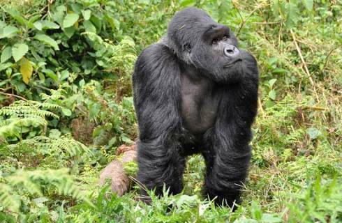 TIP! Turkish Airlines - Afrika - Rwanda - levné letenky Kigali z Vídně (a zpět) 11.690,- kč