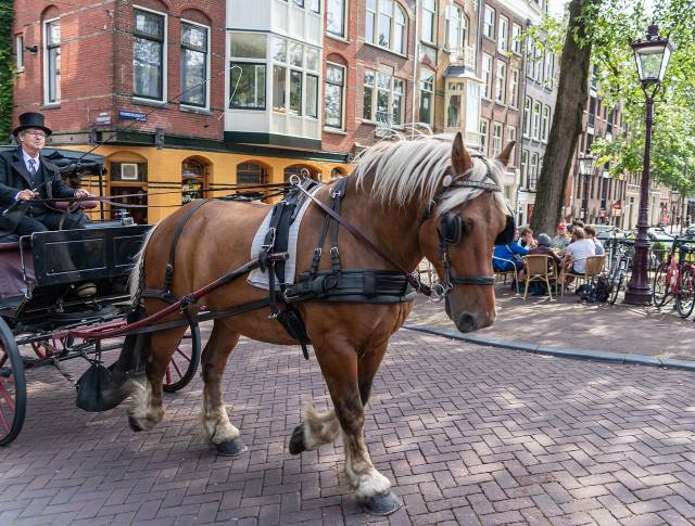 TIP! Easyjet - Holandsko - levné letenky Amsterdam z Prahy (a zpět) od 1.311,- kč