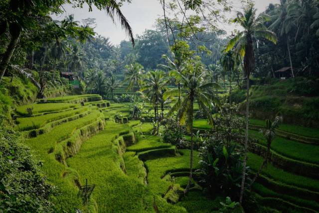 Znovu v prodeji! Etihad Airways - Indonésie - Bali - levné letenky Denpasar Bali z Vídně (zpáteční) 11.990,- Kč