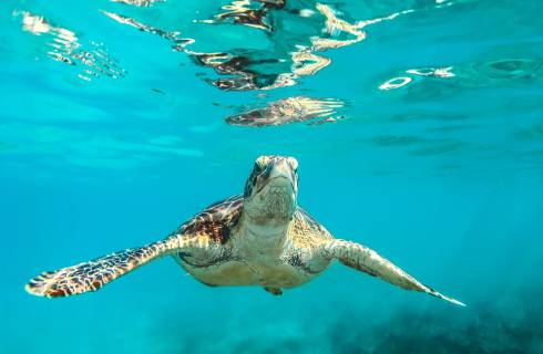 TIP! KLM - Karibik - Barbados - levné letenky Bridgetown z Vídně (a zpět) 11.990,- Kč