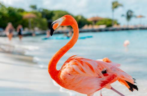 TIP! Air Canada - Karibik - levné letenky ostrov Aruba z Mnichova (zpáteční) 10.990,- Kč