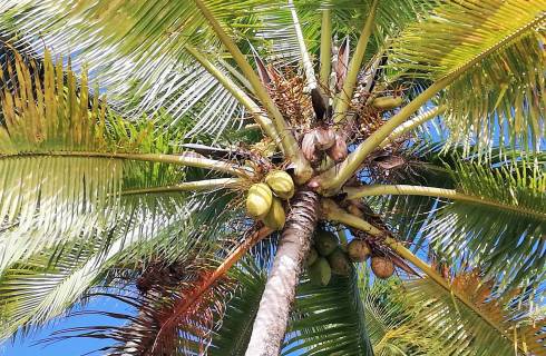 Jen do zítra! Air France - Karibik - Guadeloupe - levné letenky Pointe a Pitre z Prahy (zpáteční) 13.790,- Kč