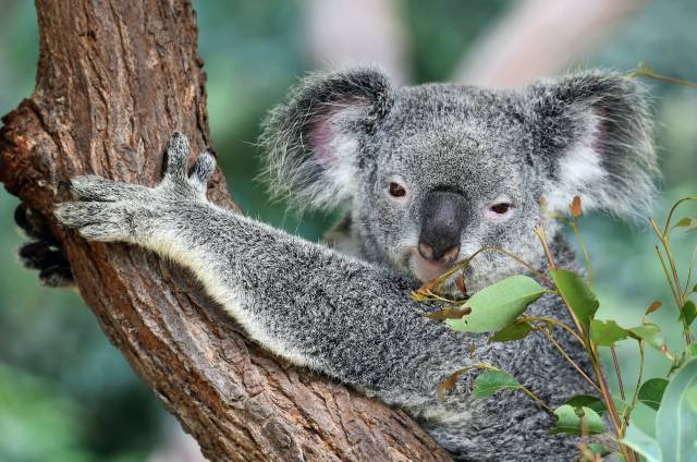 MEGAHIT! Scoot - Austrálie - levné letenky Perth, Melbourne a Sydney z Berlína (zpáteční) už za 14.490,- Kč