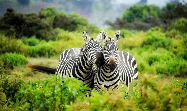 TIP! Air France / Kenya Airways ✈ Keňa - akční letenky Nairobi z Prahy 13.990 Kč