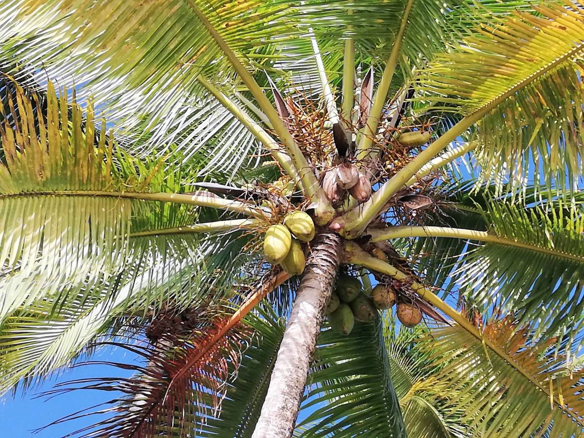 Jen do zítra! Air France - Karibik - Guadeloupe - levné letenky Pointe a Pitre z Prahy (zpáteční) 13.790,- Kč