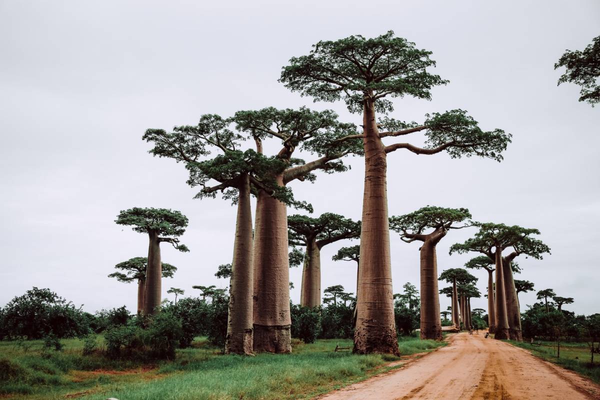 Doporučujeme! Air France ✈ Madagaskar - akční letenky Antananarivo z Vídně ↔ 18.990 Kč